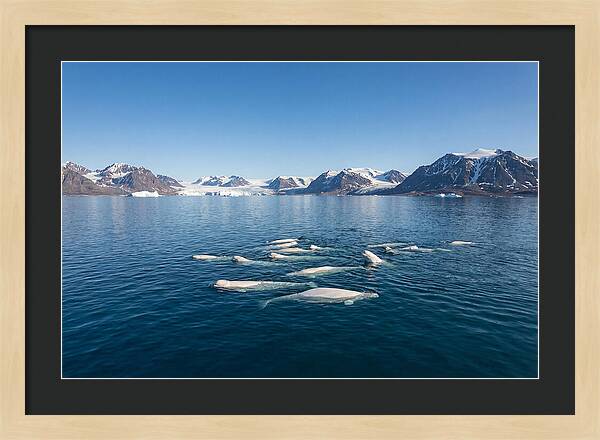 Beluga Whales In Arctic Serenity