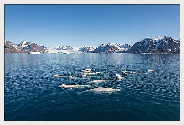 Beluga Whales In Arctic Serenity