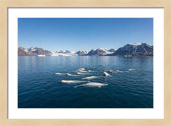 Beluga Whales In Arctic Serenity