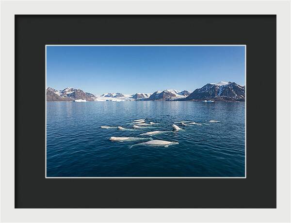 Beluga Whales In Arctic Serenity