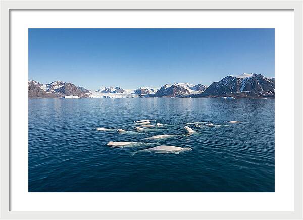 Beluga Whales In Arctic Serenity