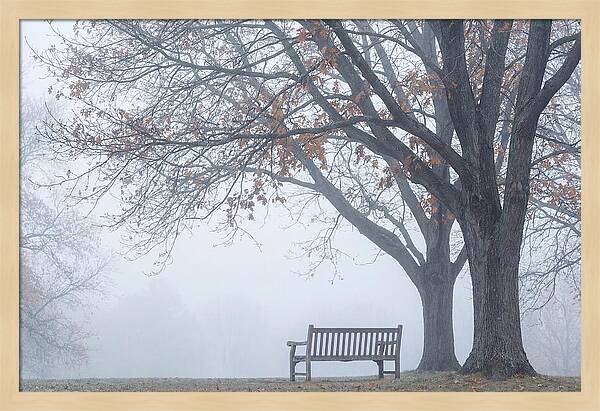 Beneath The Autumn Canopy