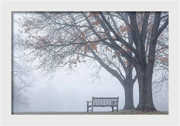 Beneath The Autumn Canopy