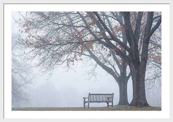Beneath The Autumn Canopy
