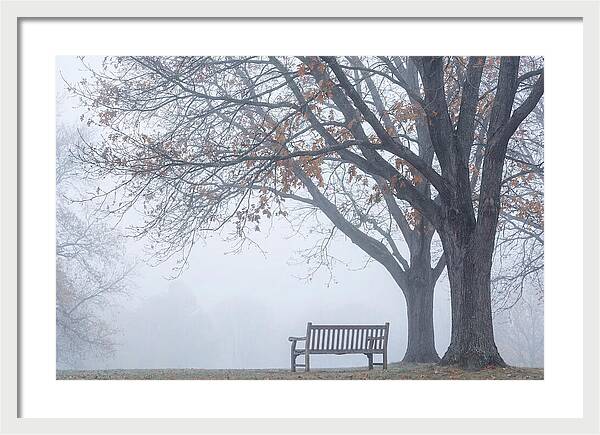 Beneath The Autumn Canopy