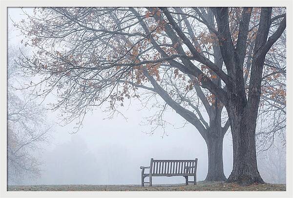 Beneath The Autumn Canopy