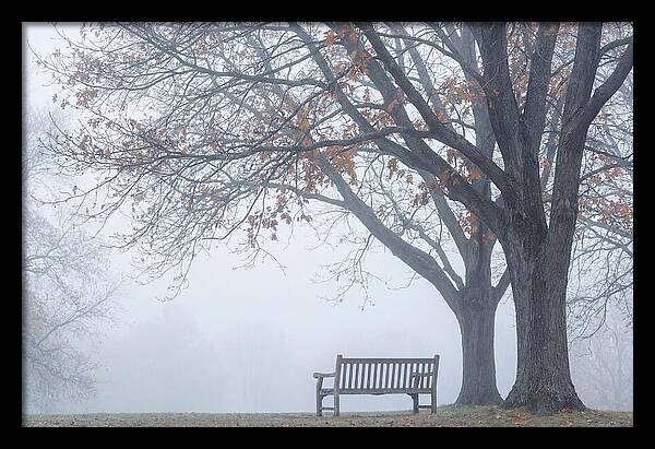 Beneath The Autumn Canopy