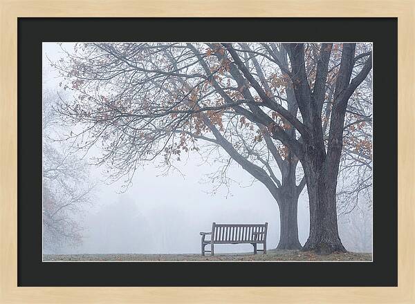 Beneath The Autumn Canopy