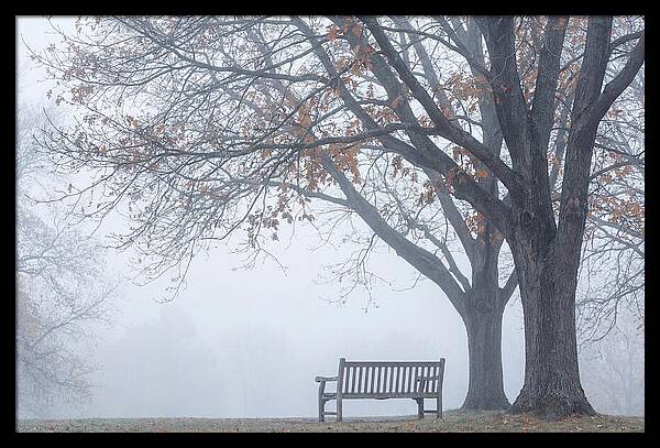 Beneath The Autumn Canopy