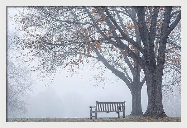 Beneath The Autumn Canopy