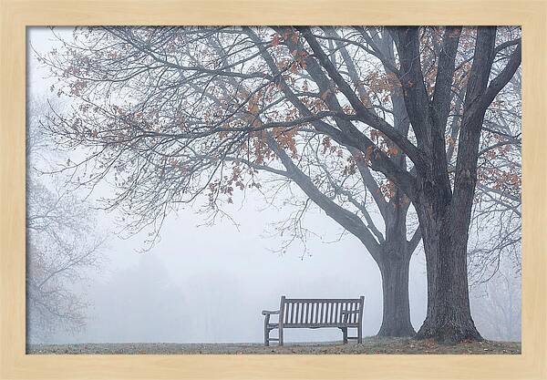 Beneath The Autumn Canopy