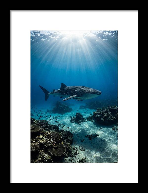 Beneath The Oceans Glow