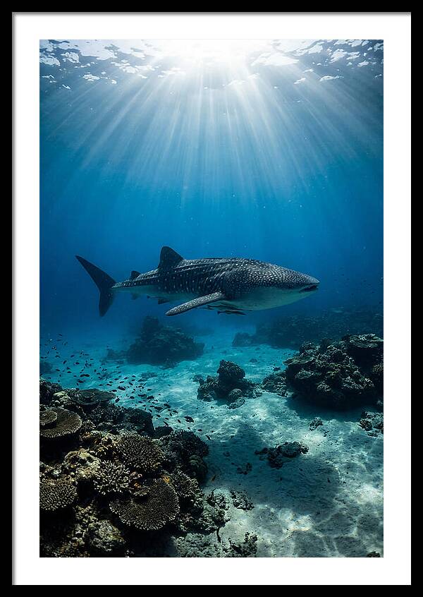 Beneath The Oceans Glow