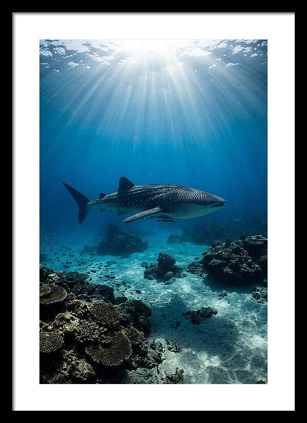 Beneath The Oceans Glow