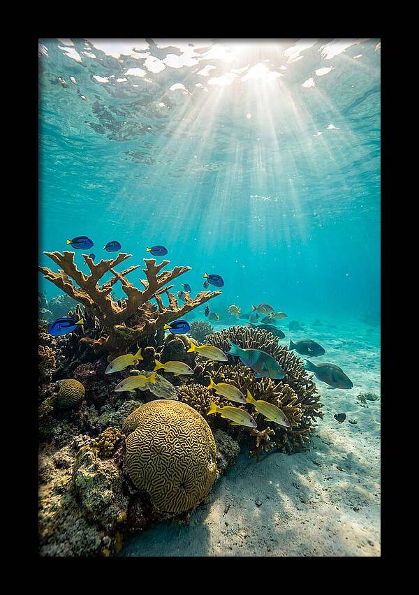 Beneath The Waves