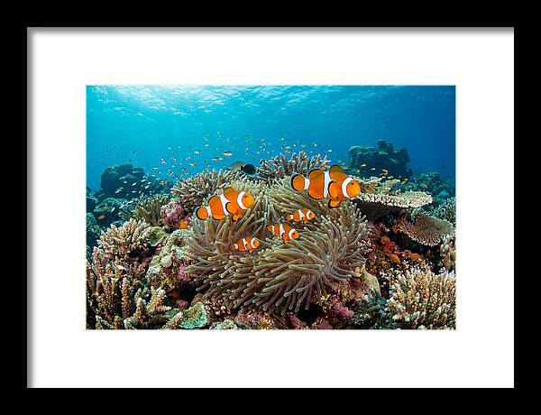 Beneath The Waves Clownfish Family