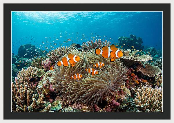 Beneath The Waves Clownfish Family