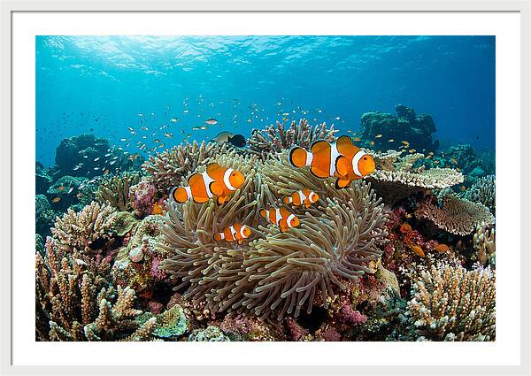 Beneath The Waves Clownfish Family
