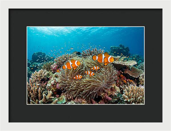 Beneath The Waves Clownfish Family