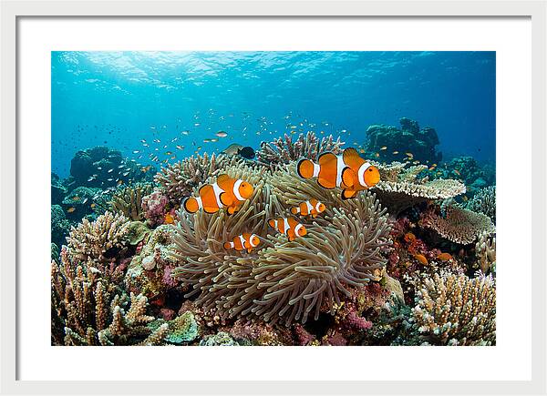 Beneath The Waves Clownfish Family