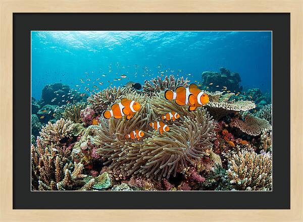Beneath The Waves Clownfish Family