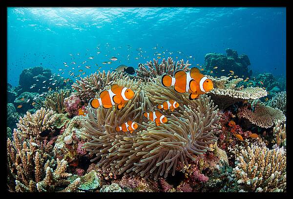 Beneath The Waves Clownfish Family