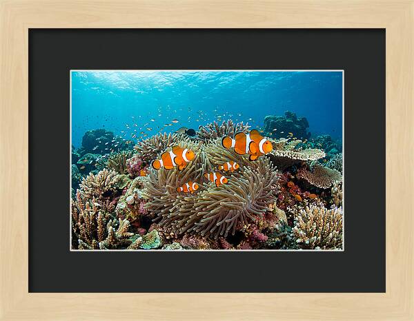 Beneath The Waves Clownfish Family