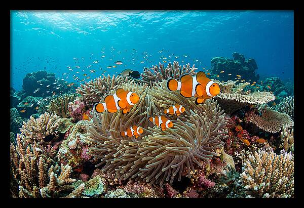 Beneath The Waves Clownfish Family