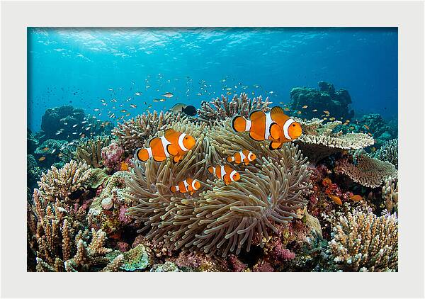 Beneath The Waves Clownfish Family