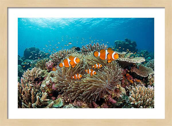 Beneath The Waves Clownfish Family