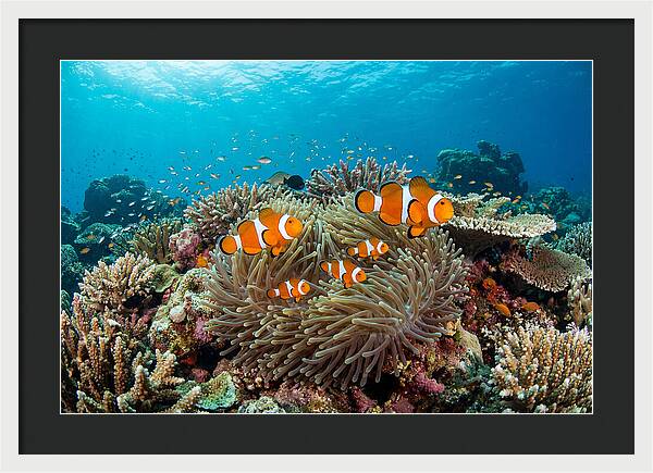 Beneath The Waves Clownfish Family