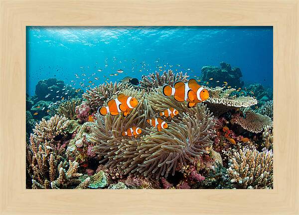 Beneath The Waves Clownfish Family