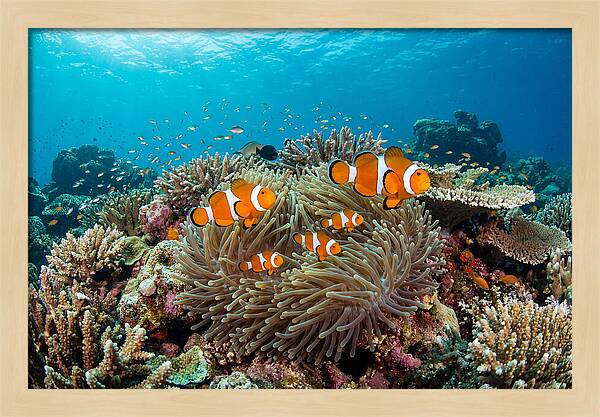 Beneath The Waves Clownfish Family