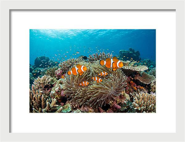 Beneath The Waves Clownfish Family