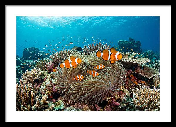 Beneath The Waves Clownfish Family