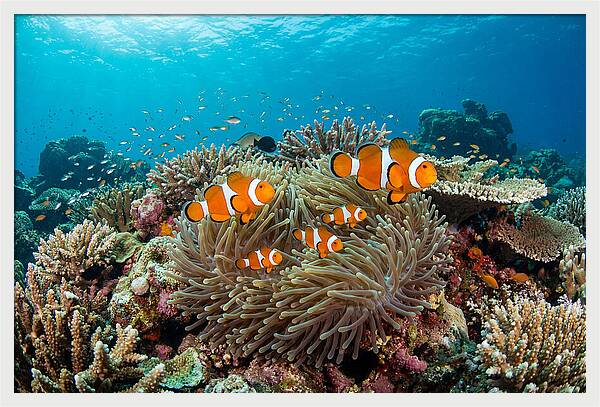 Beneath The Waves Clownfish Family
