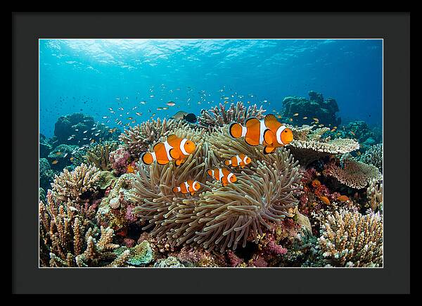 Beneath The Waves Clownfish Family