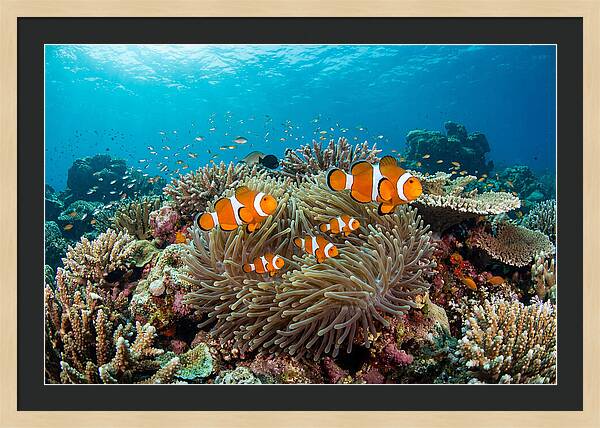 Beneath The Waves Clownfish Family