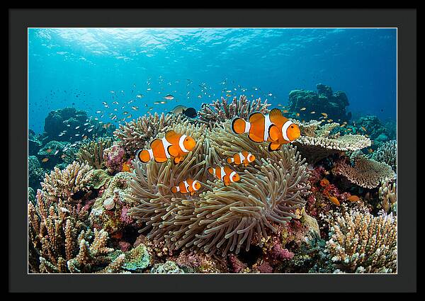Beneath The Waves Clownfish Family