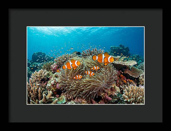 Beneath The Waves Clownfish Family