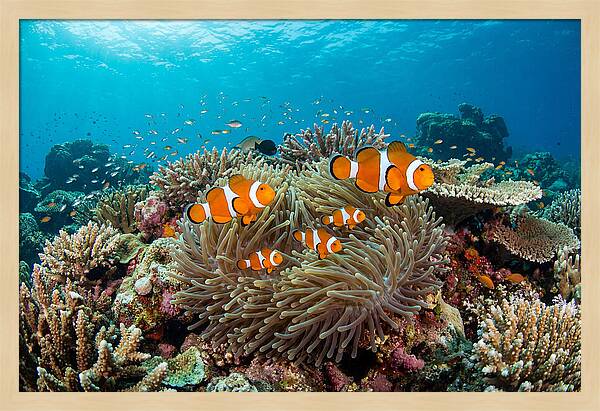 Beneath The Waves Clownfish Family