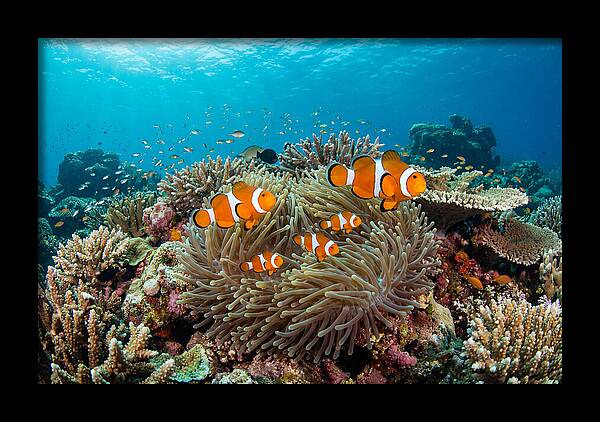 Beneath The Waves Clownfish Family