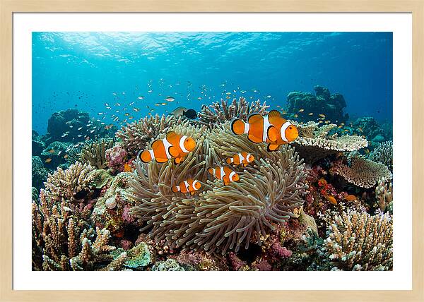 Beneath The Waves Clownfish Family