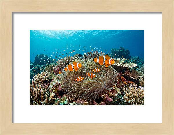 Beneath The Waves Clownfish Family