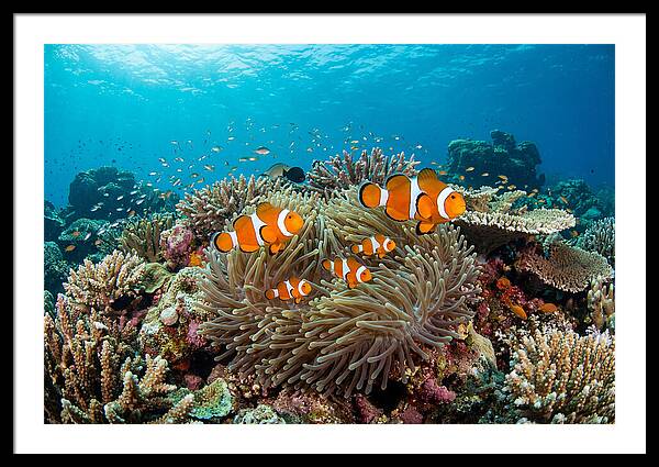 Beneath The Waves Clownfish Family