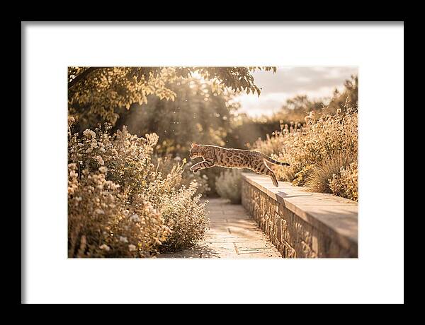 Bengal Cat Leaping Through Garden