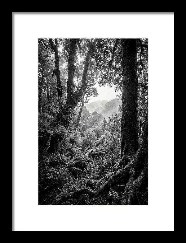 Bialowieza Forest Depths