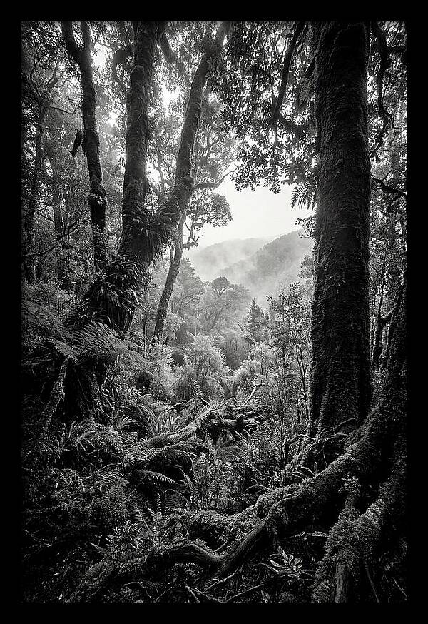 Bialowieza Forest Depths