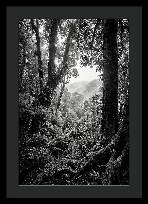 Bialowieza Forest Depths