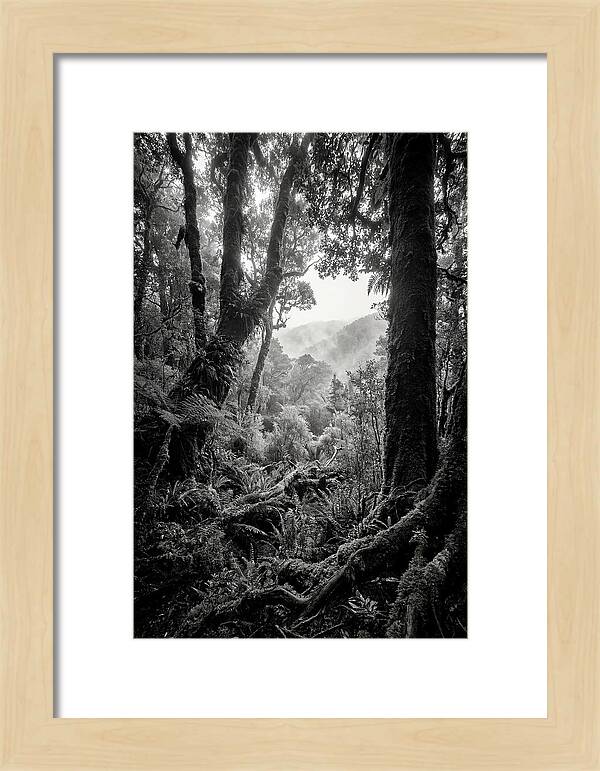 Bialowieza Forest Depths